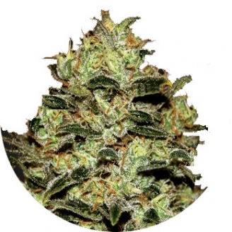 Купить семена марихуаны Moby Dick Fem. Купить семена марихуаны Moby Dick Fem.